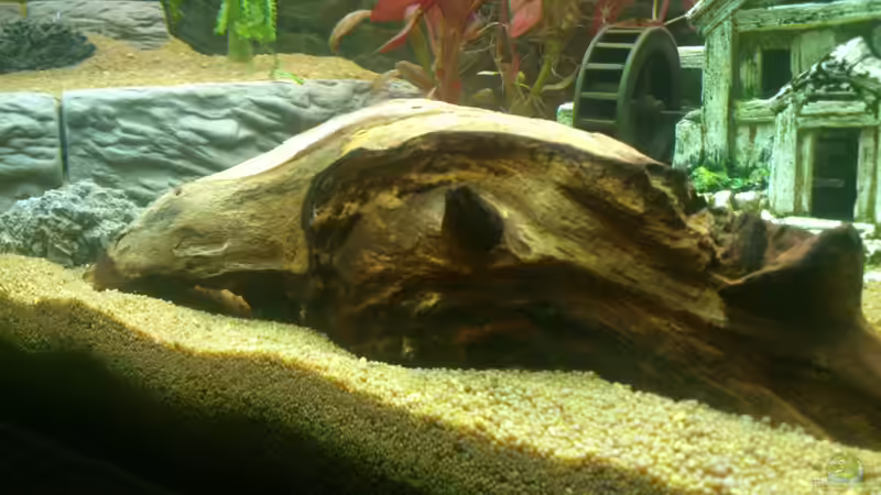 Dekoration im Aquarium Rio 125 von Nero (6)