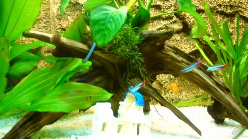 Dekoration im Aquarium rio 125 von Patrick Koch (7)