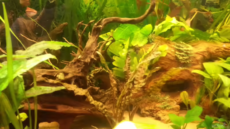 Dekoration im Aquarium Rio 400 (existiert nicht mehr) von Zohan (14)