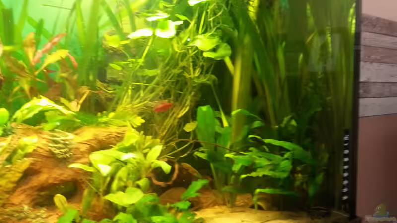 Dekoration im Aquarium Rio 400 (existiert nicht mehr) von Zohan (15)