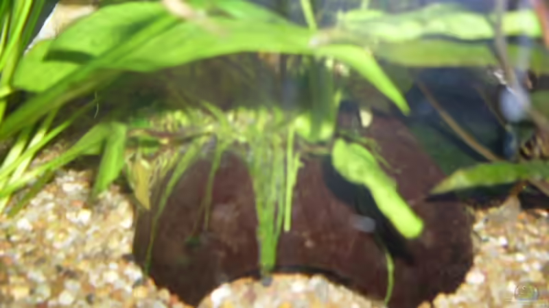 Dekoration im Aquarium Rio 400 von AQ Nano (10)