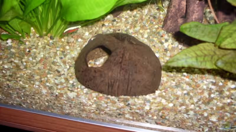 Dekoration im Aquarium Rio 400 von AQ Nano (11)