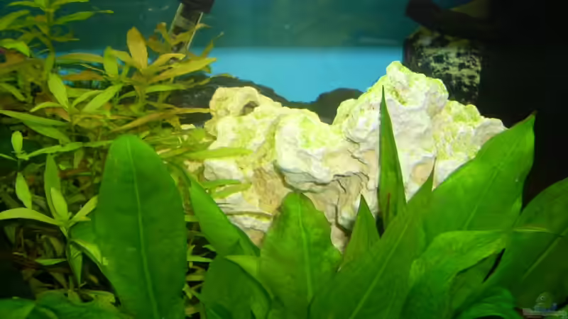 Dekoration im Aquarium Rio 400 von AQ Nano (8)