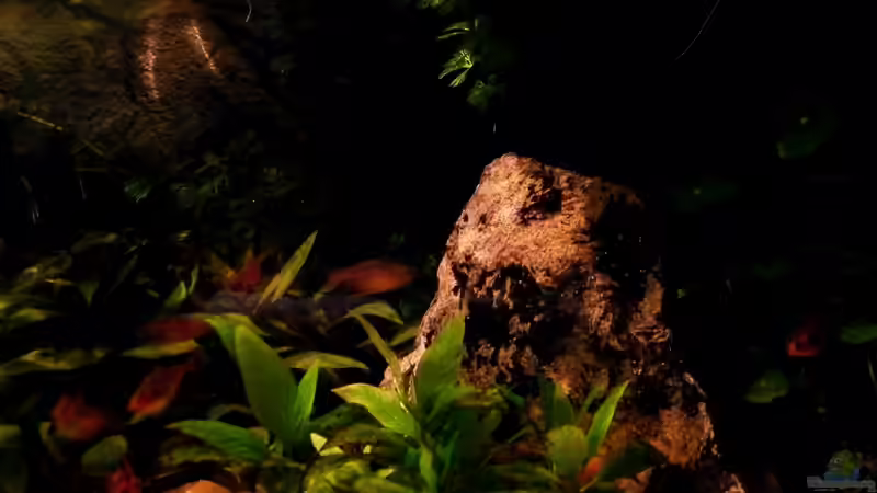 Dekoration im Aquarium Rio Guaporé von Malawigo (7)