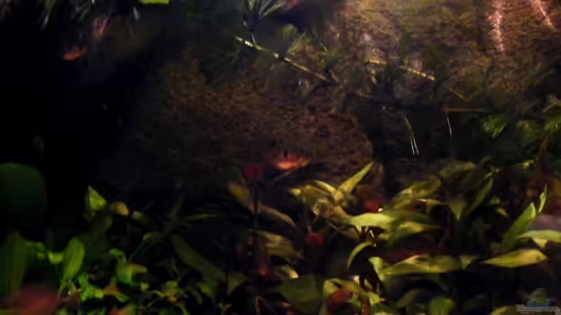 Dekoration im Aquarium Rio Guaporé von Malawigo (8)