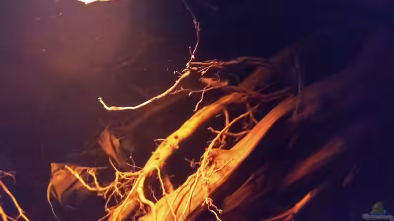 Dekoration im Aquarium Rio Negro - aufgelöst - nur noch als Beispiel von pacho (10)