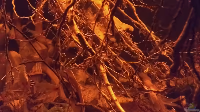 Dekoration im Aquarium Rio Negro - aufgelöst - nur noch als Beispiel von pacho (11)