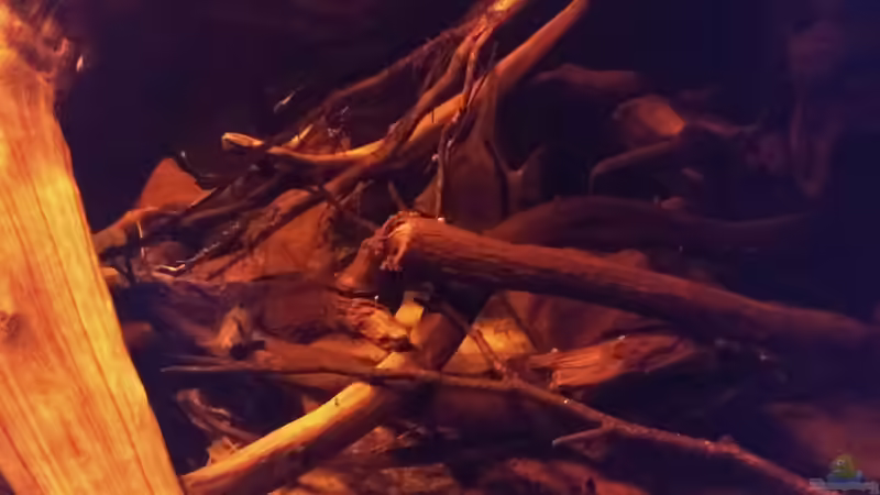 Dekoration im Aquarium Rio Negro - aufgelöst - nur noch als Beispiel von pacho (12)