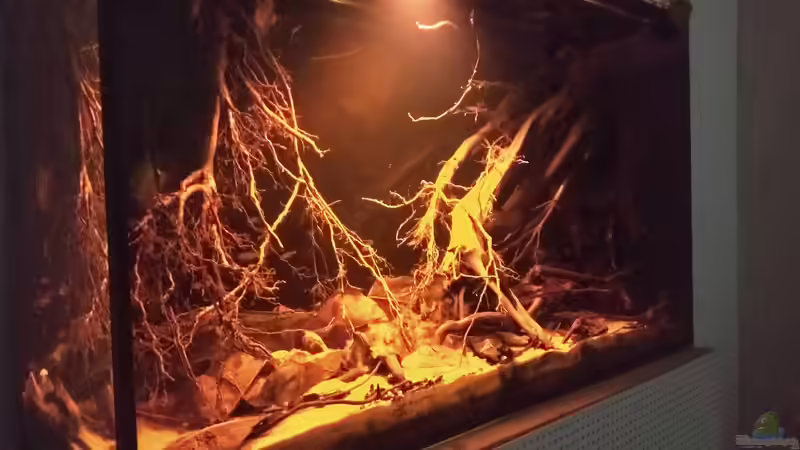 Dekoration im Aquarium Rio Negro - aufgelöst - nur noch als Beispiel von pacho (7)