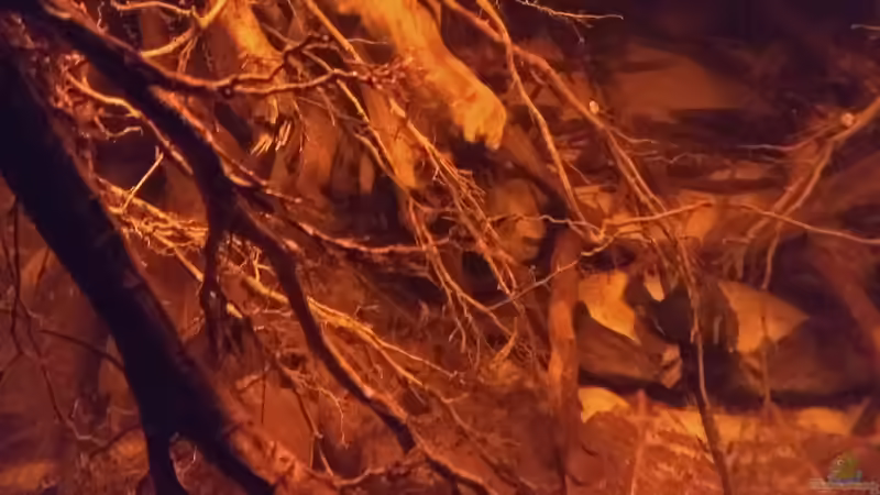 Dekoration im Aquarium Rio Negro - aufgelöst - nur noch als Beispiel von pacho (9)