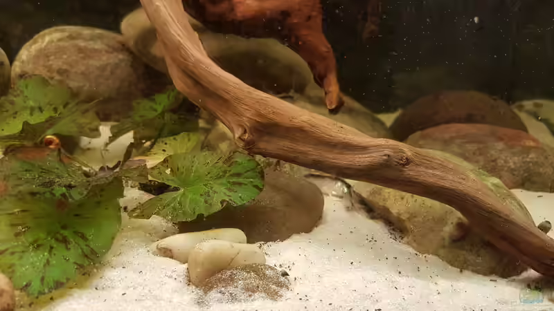 Dekoration im Aquarium Rio Negro em Suíça von southheart (19)