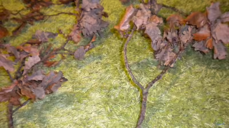 Dekoration im Aquarium Rio Negro Motto Becken Nur noch als Bsp. von Benjamin Hamann (15)