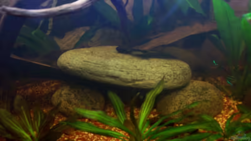 Dekoration im Aquarium Rio Orellana von Bela (11)