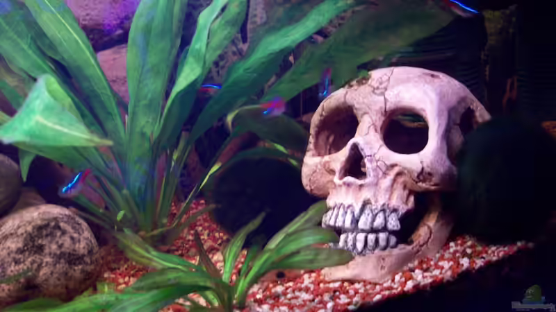 Dekoration im Aquarium Rio Orellana von Bela (8)