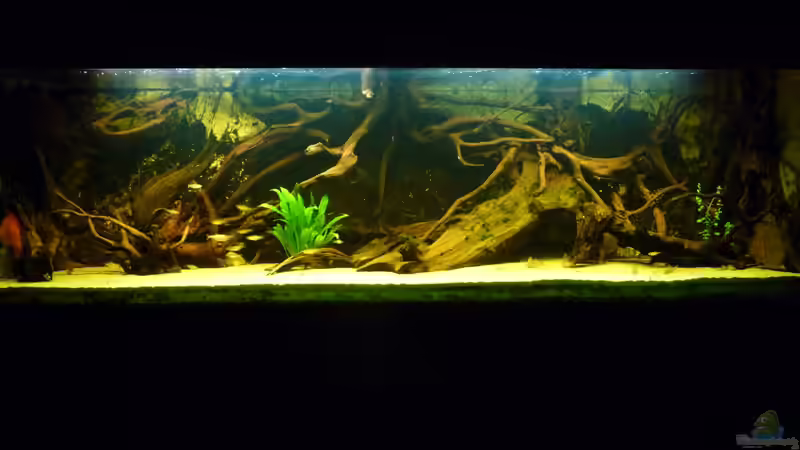 Dekoration im Aquarium Rio Pampo (aufgelöst) von carkl (16)
