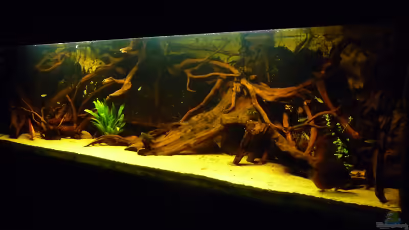 Dekoration im Aquarium Rio Pampo (aufgelöst) von carkl (17)