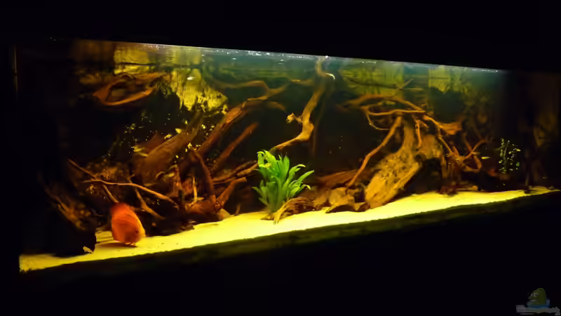 Dekoration im Aquarium Rio Pampo (aufgelöst) von carkl (18)