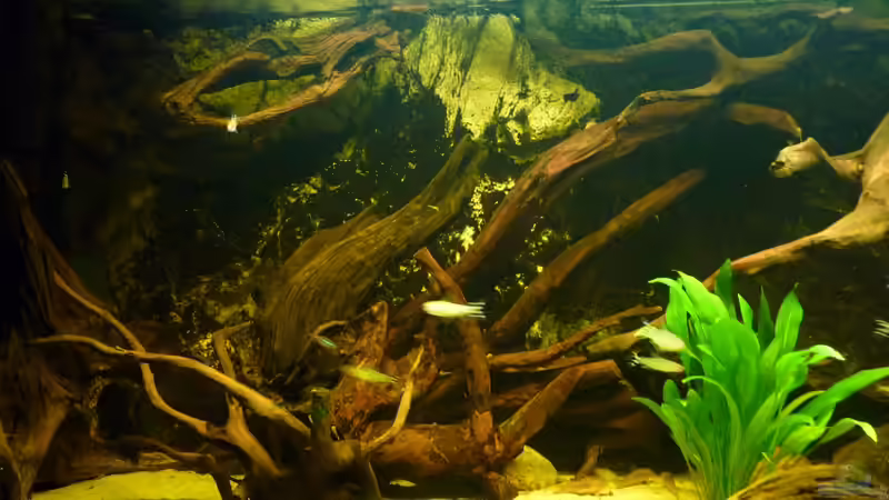 Dekoration im Aquarium Rio Pampo (aufgelöst) von carkl (20)