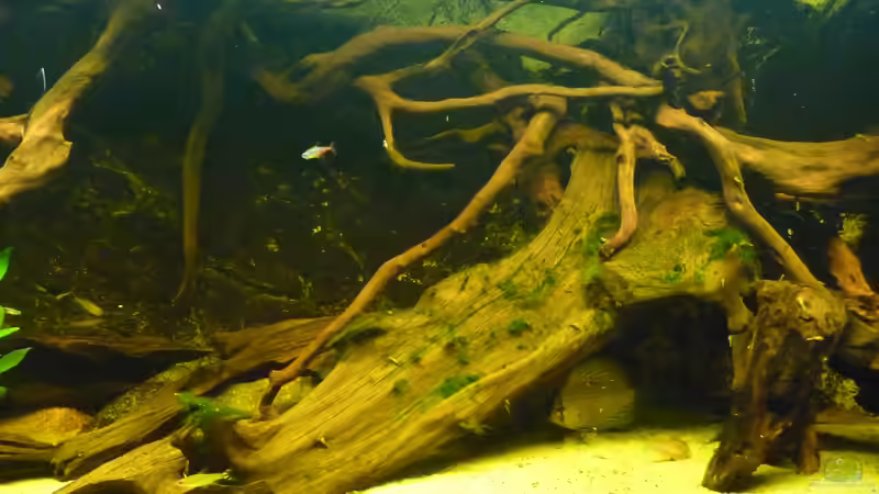 Dekoration im Aquarium Rio Pampo (aufgelöst) von carkl (22)