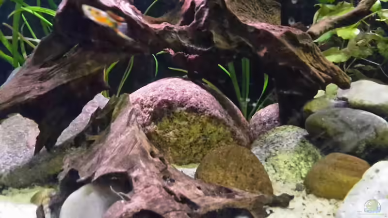 Dekoration im Aquarium Rio Tocantins von mikeschchaos (6)