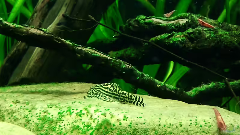 Dekoration im Aquarium River of White Clouds Mountains von *fly_high* (13)