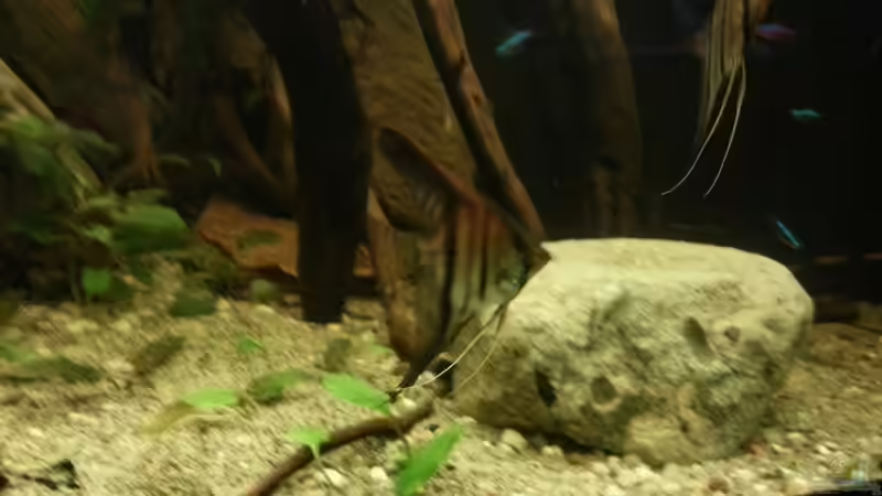 Dekoration im Aquarium Riverside of Rio Negro von Julien Preuß (5)