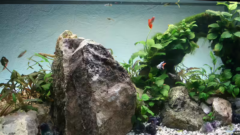 Dekoration im Aquarium Rock von Triameh (6)