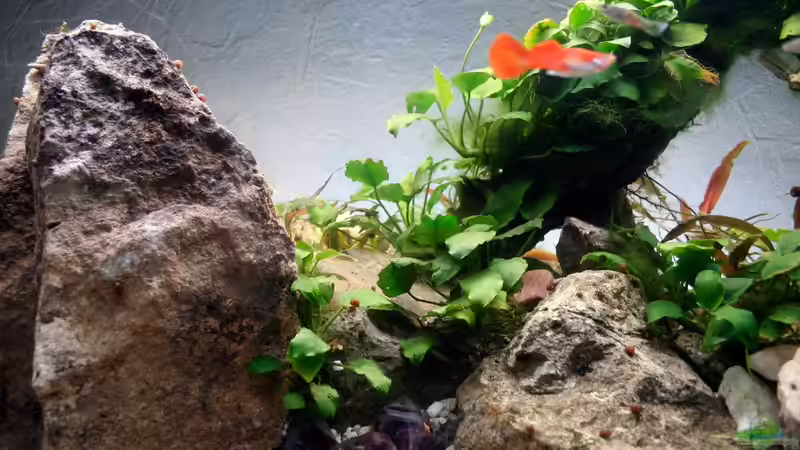 Dekoration im Aquarium Rock von Triameh (7)