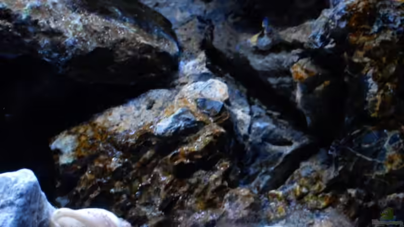 Dekoration im Aquarium Rocky Malawi von AJ (14)