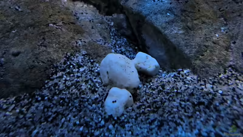 Dekoration im Aquarium Rockzolid Cave (Aufgelöst) von marxbre (30)