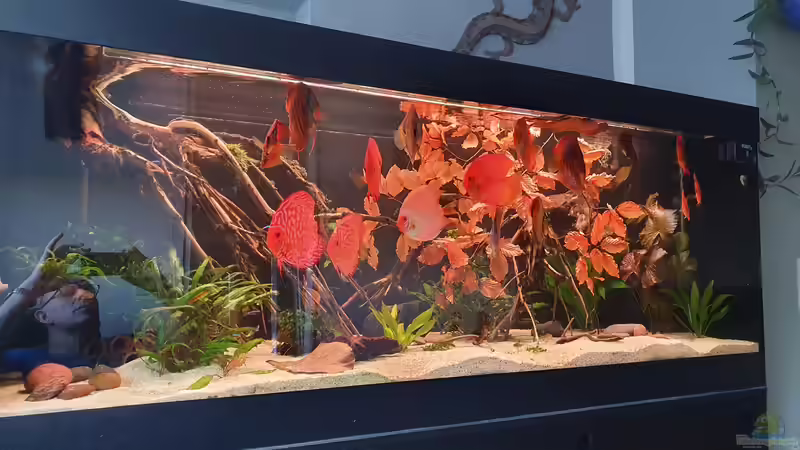 Dekoration im Aquarium Ronny von Ronny Fessel (3)