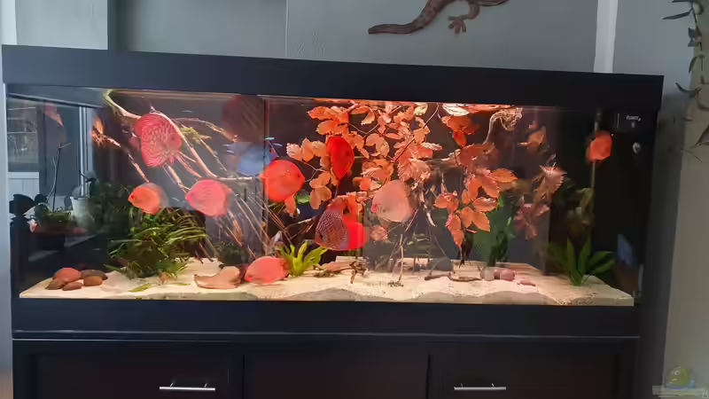 Dekoration im Aquarium Ronny von Ronny Fessel (4)