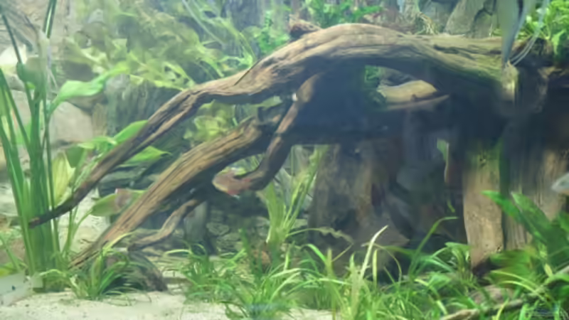 Dekoration im Aquarium Rotrückenparadies -) von Hightower208 (10)