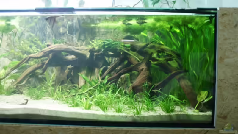 Dekoration im Aquarium Rotrückenparadies -) von Hightower208 (8)