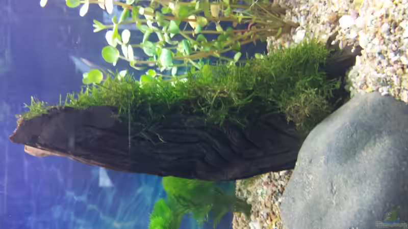 Dekoration im Aquarium Ruhe Zone von schilli (3)