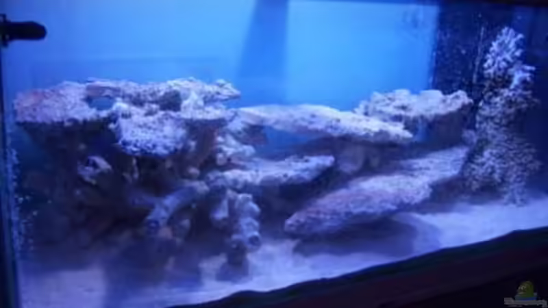 Dekoration im Aquarium Rundbogenglasaquarium von Jürgen Stapf (14)