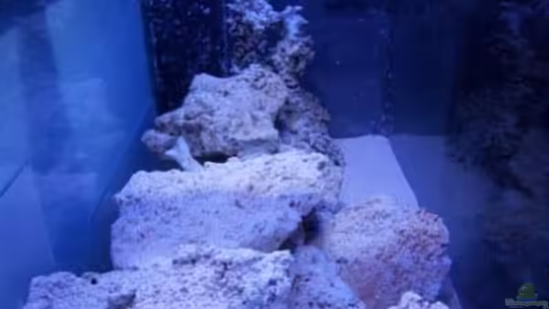 Dekoration im Aquarium Rundbogenglasaquarium von Jürgen Stapf (15)