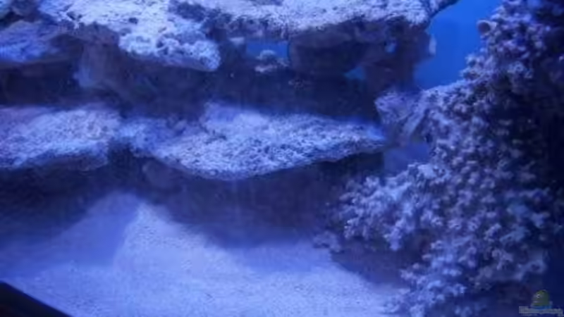 Dekoration im Aquarium Rundbogenglasaquarium von Jürgen Stapf (16)