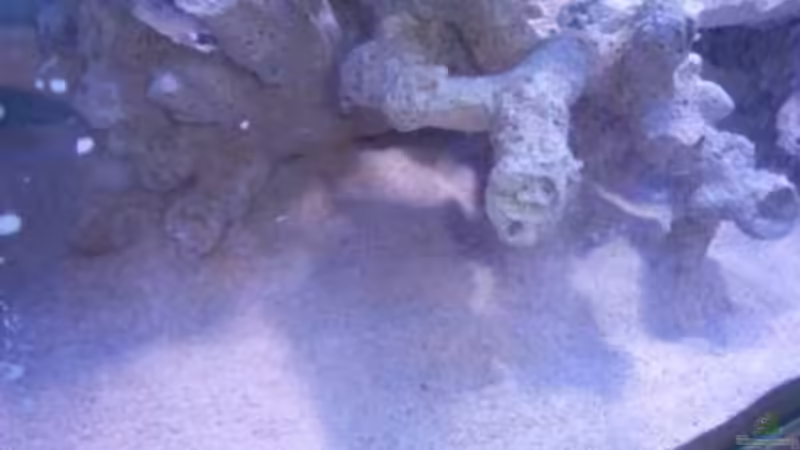 Dekoration im Aquarium Rundbogenglasaquarium von Jürgen Stapf (17)