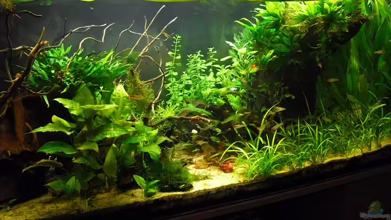 Dekoration im Aquarium Salmler-Becken (Rotkopf/Kaiser) von Mario74 (22)
