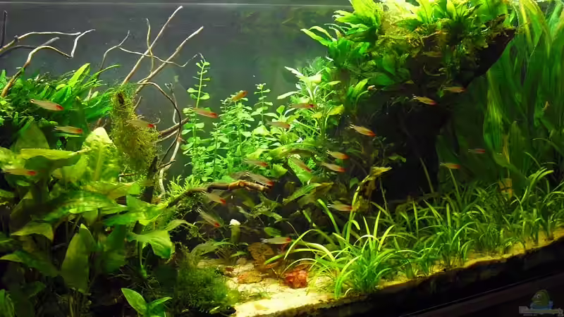 Dekoration im Aquarium Salmler-Becken (Rotkopf/Kaiser) von Mario74 (23)