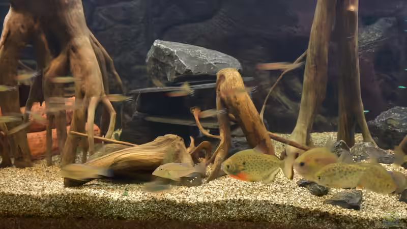 Dekoration im Aquarium Salmler-Connection von Vito99 (3)