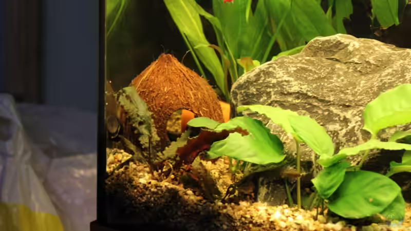 Dekoration im Aquarium Salmlerbecken von Carphunter (13)