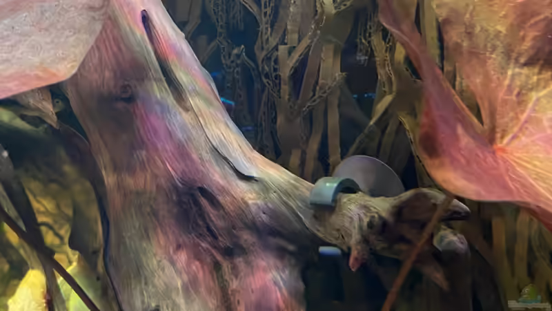 Dekoration im Aquarium Salmlerdelta (aufgelöst) von Gregorsimsel (14)