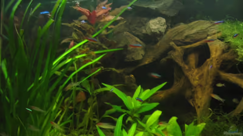 Dekoration im Aquarium Salmlerhabiat von Kriki (5)