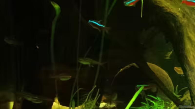 Dekoration im Aquarium Salmlerwelten (umgebaut zur Amerika Räuberwelt)) von NRW (35)