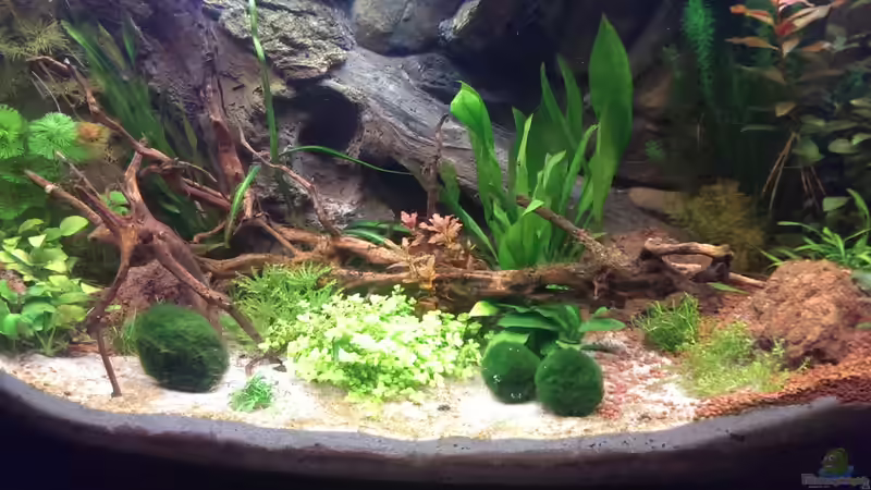 Dekoration im Aquarium S&amp;N 3 Vision 260 Liter Südamerika Becken von Stefan Runke (20)