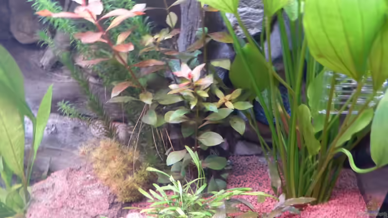 Dekoration im Aquarium S&amp;N 3 Vision 260 Liter Südamerika Becken von Stefan Runke (21)