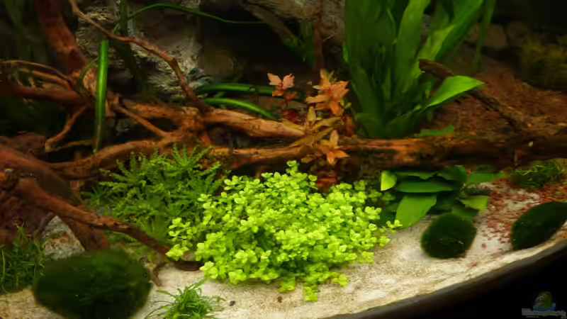 Dekoration im Aquarium S&amp;N 3 Vision 260 Liter Südamerika Becken von Stefan Runke (22)