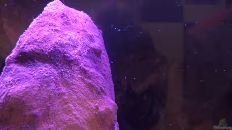 Dekoration im Aquarium Sand - und Freiwasserzone im Tanganjikasee von Miriam (14)